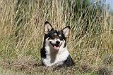 CORGI PEMBROKE 020